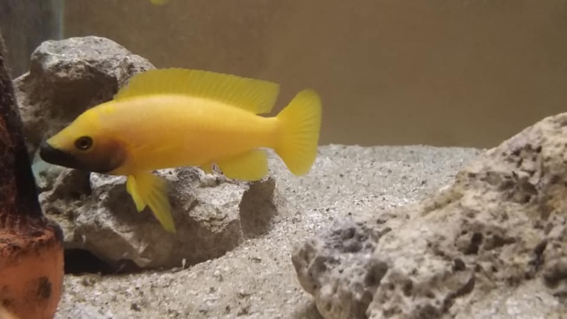 Neolamprologus leleupi 'Kapampa'